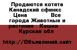 Продаются котята Канадский сфинкс › Цена ­ 15 000 - Все города Животные и растения » Кошки   . Курская обл.